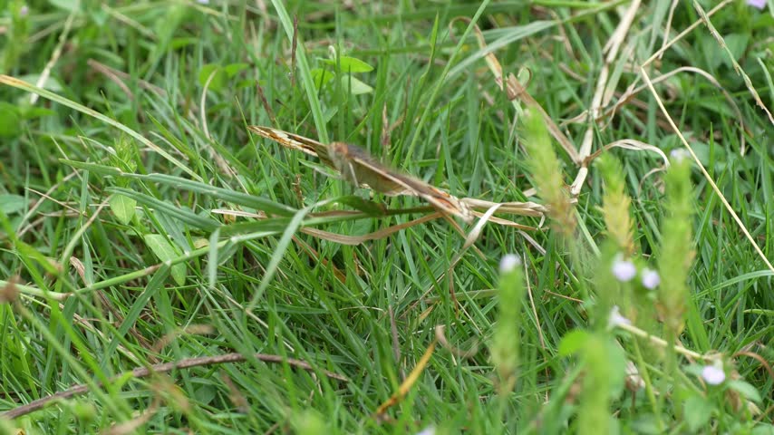 Macro shot of a small brown moth resting on a blade of green grass in a sunny outdoor field.