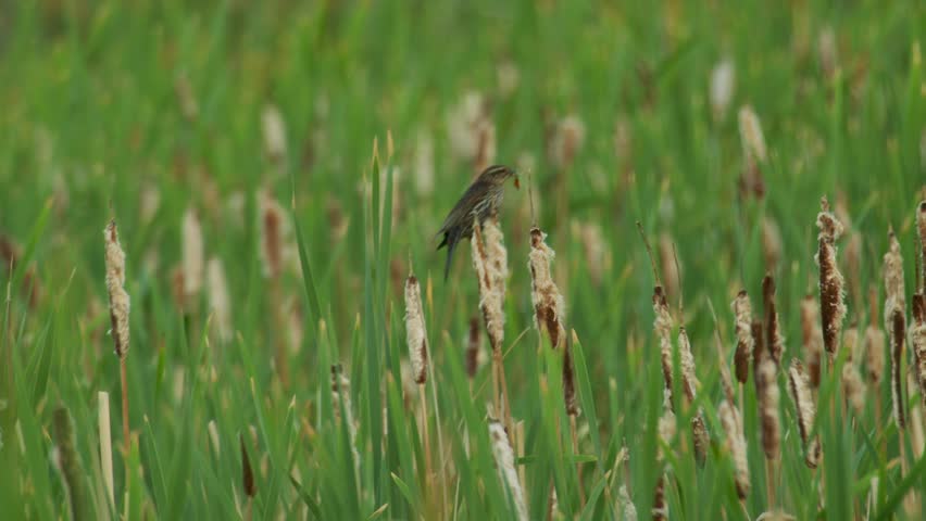 Song Sparrow with food pray resting on pond grass
