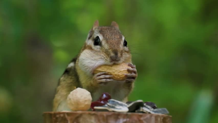 An adorable front-facing portrait of an eastern chipmunk holding a whole peanut in its paws, stuffing it into its cheek pouch while surrounded by nuts and seeds against a soft green background.