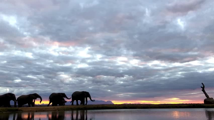Silhouetted herd of African elephants walking along water edge under dramatic cloudy sunset sky reflected on river surface.