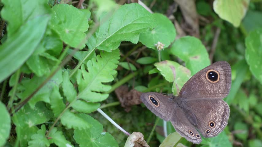 Brown butterfly with distinctive eye spots resting on lush green plants and ferns in the wild forest