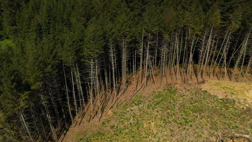 Drone shot of a forest near Portland Oregon