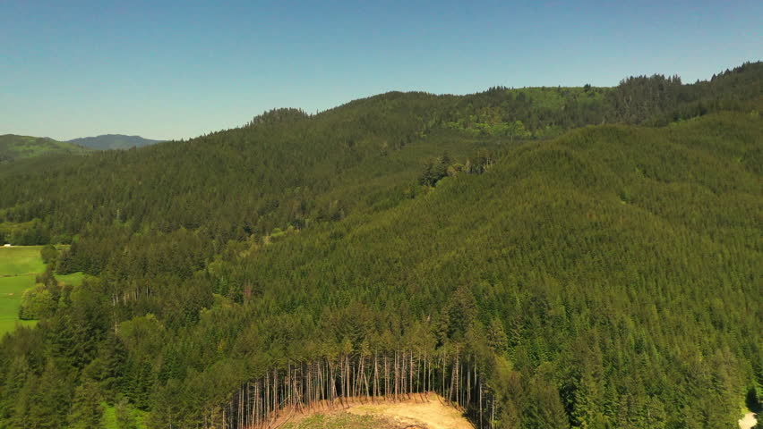 Drone shot of a pine trees forest near Portland Oregon