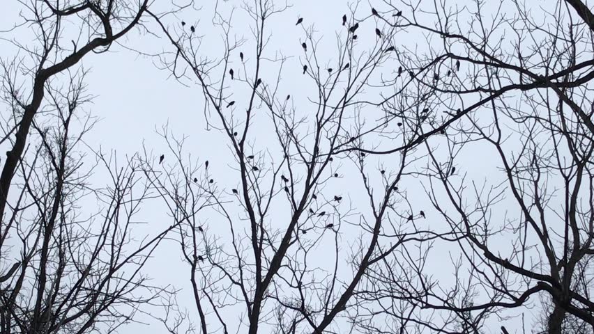 Many small birds perched on bare tree branches against a pale sky
