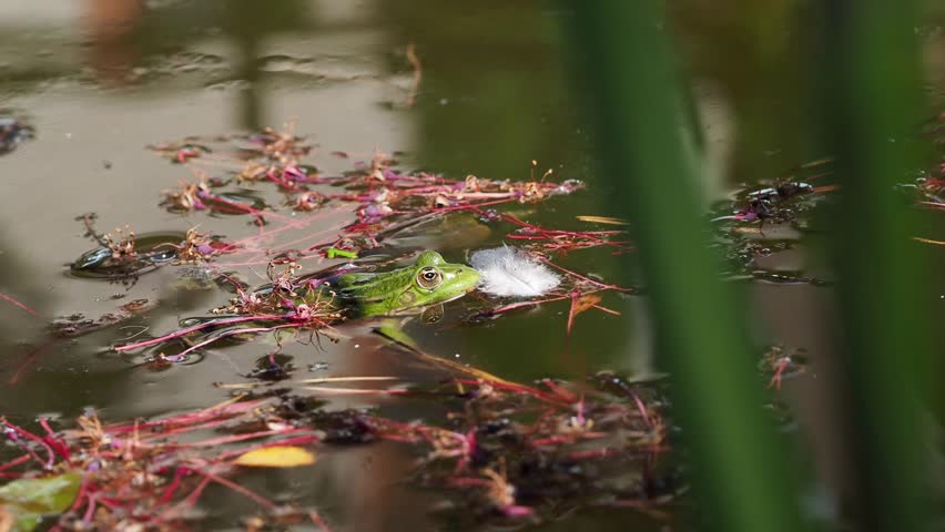 A green frog in a pond mistaking a feather for food. 