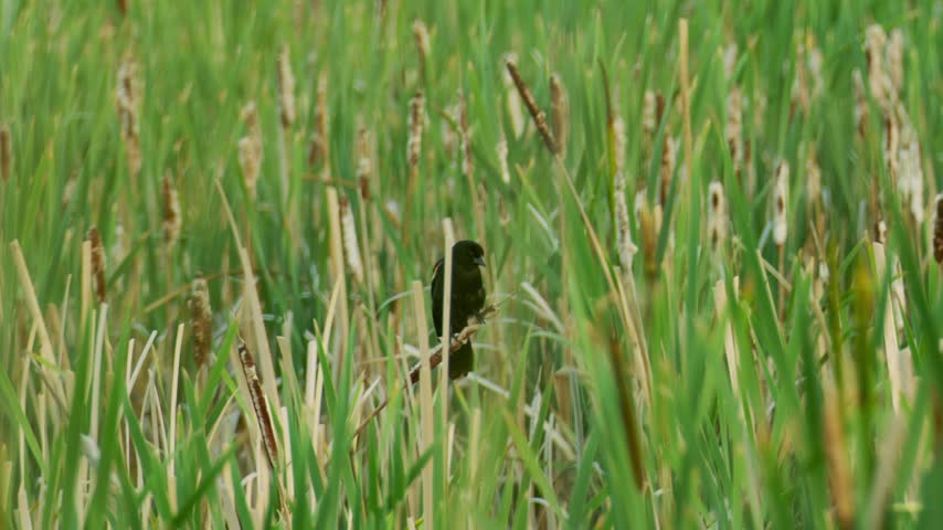 Red winged blackbird bird singing tweeting