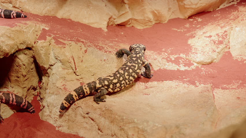 gila monsters crawling and resting on layered sandstone ledge under warm exhibit lighting in habitat