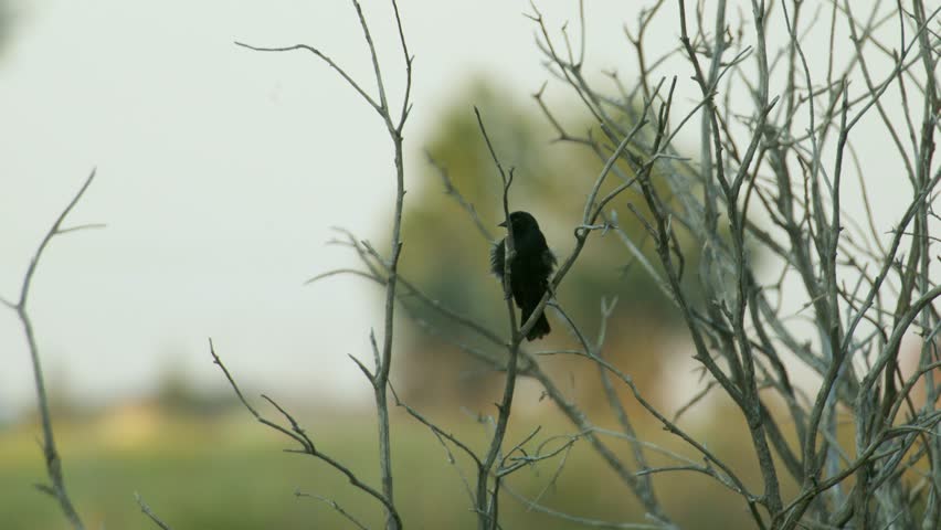 Red winged blackbird bird with fluffy feathers, busy highway Close up