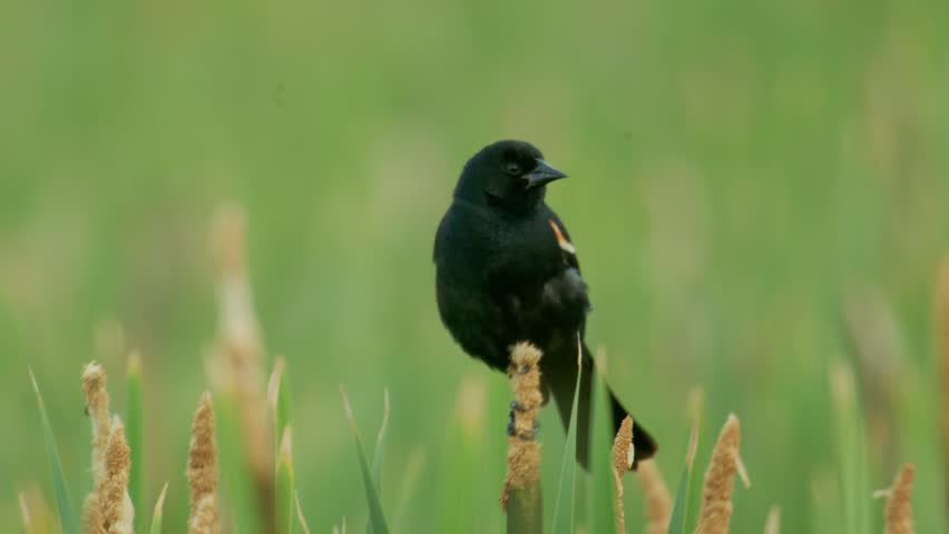 Red winged blackbird bird singing tweeting Close up