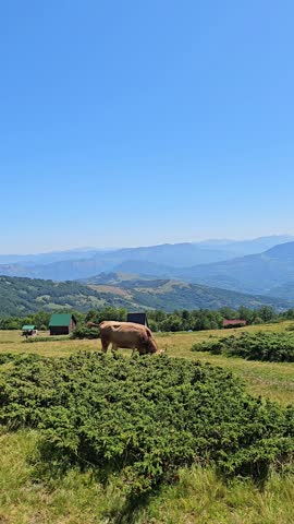 Car driving along a rural road past cows grazing near bushes on open mountain meadows in Komovi, Montenegro. Wide summer landscape with forested hills, distant mountains and expansive countryside.