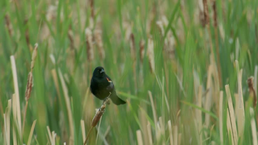 Red winged blackbird bird on grass flying away Close up