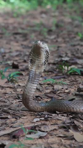 Cobra deadly serpent living on a dry leaf in the forestin nature	
