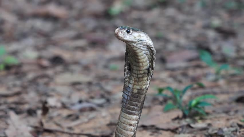 Cobra deadly serpent living on a dry leaf in the forestin nature	

