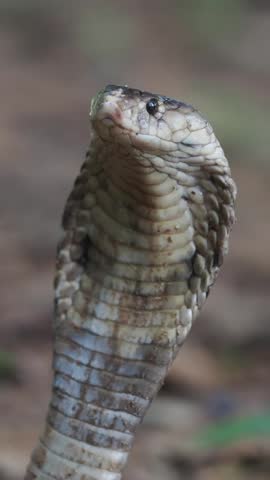Cobra deadly serpent living on a dry leaf in the forestin nature	
