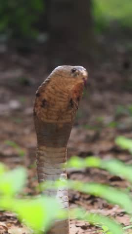 Cobra deadly serpent living on a dry leaf in the forestin nature	
