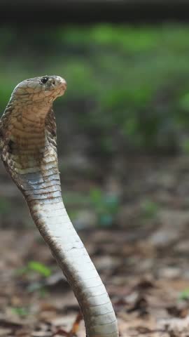 Cobra deadly serpent living on a dry leaf in the forestin nature	
