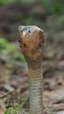 Cobra deadly serpent living on a dry leaf in the forestin nature	
