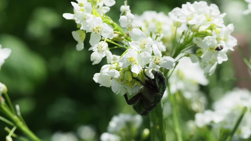 Rose chafer looking for nectar in blossoms. Closer perspective. 