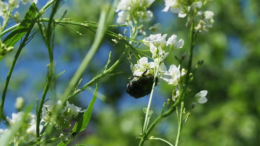 Rose chafer looking for nectar - wide and distant perspective
