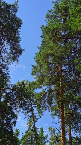 Low angle view of pine trees against a clear blue sky