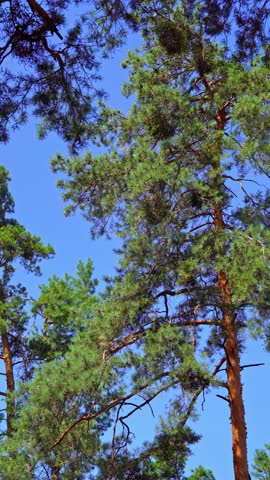 Low angle view of pine trees against a clear blue sky