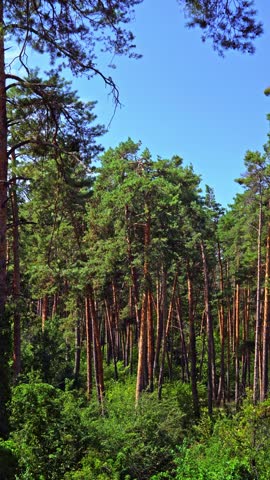 Tall pine trees in a lush green forest under a clear blue sky