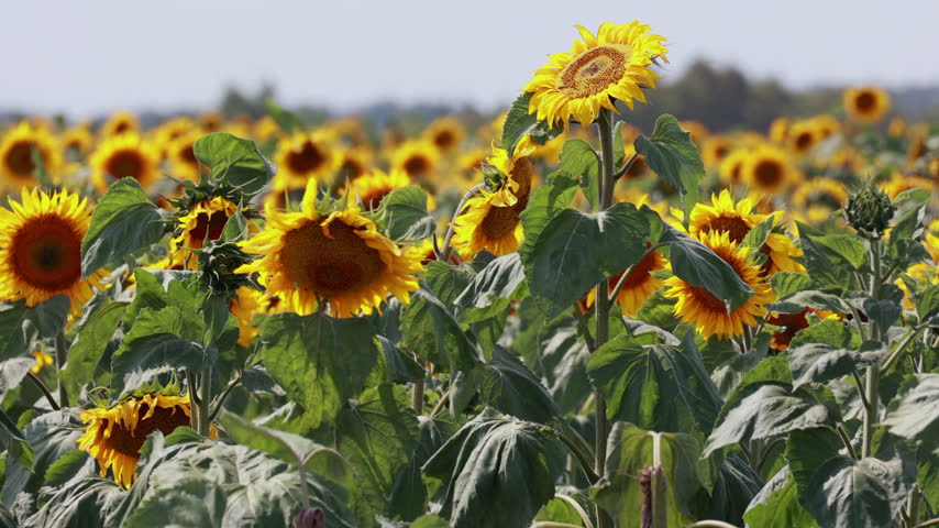 Tall blooming sunflower standing above crop in summer field