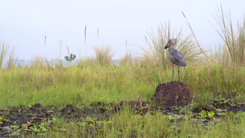 Shoebill stork (Balaeniceps Rex) standing on a mudpile, Mabamba Swamp Uganda