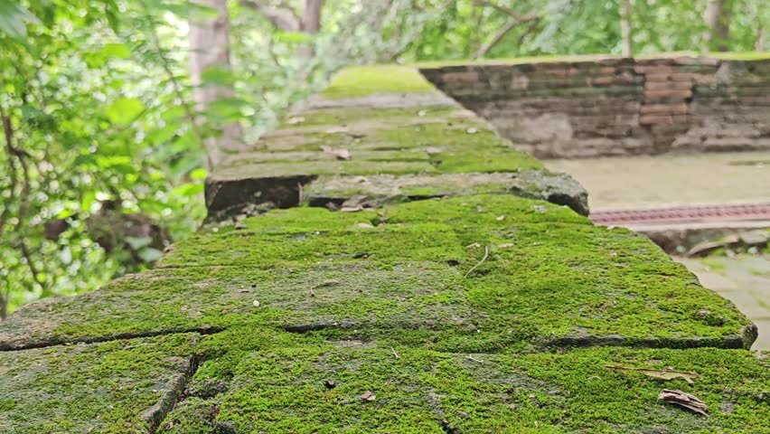 A close-up image of moss growing on a brick wall.