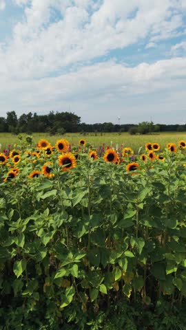 Row of blooming sunflowers in vertical format panned left to right, wind turbines visible across rural landscape under blue sky with white clouds