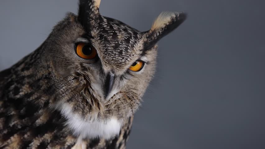 Stunning close up portrait of majestic great horned owl with piercing orange eyes staring directly into camera against solid gray studio backdrop cinematic wildlife footage clip.