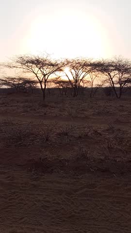 Beautiful sunset over African savanna landscape with acacia trees silhouetted against golden sky. Dry red earth and tire tracks in foreground peaceful nature scene in Kenya 