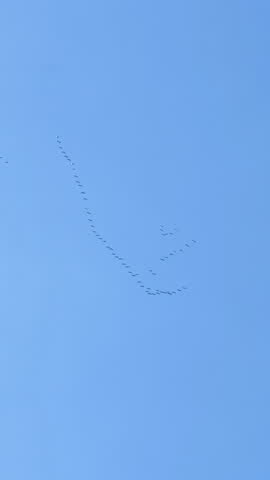 V-shaped formation flock of wild ducks flying under clear blue skies and white fluffy clouds