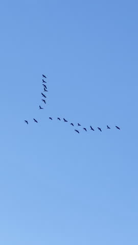 V-formation flock of wild birds flying under clear blue skies