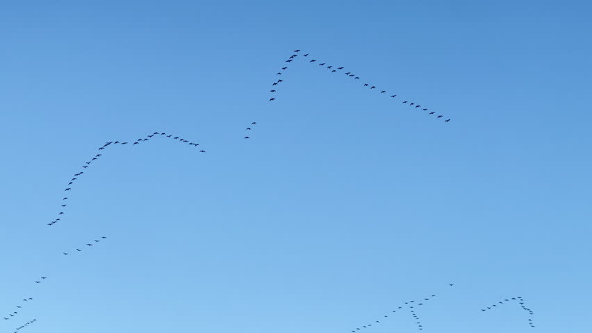 V-shaped formation flock of wild birds flying under clear blue skies
