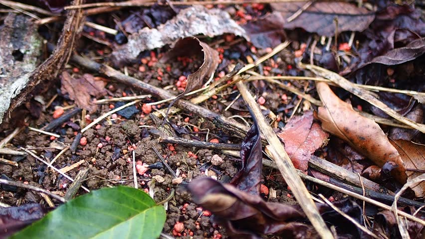 Close-up view of forest floor soil mixed with red fertilizer granules, dry leaves, and twigs, showing natural ground texture.