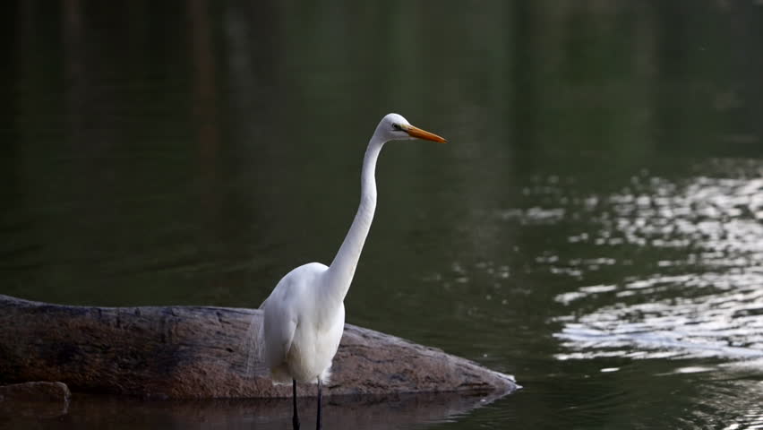 Great Egret hunting on the edge of the Murray River