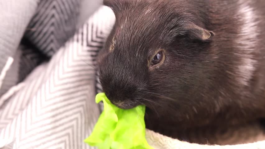 Friendly black guinea pig rests inside a soft fabric bed while munching on crisp green lettuce leaves during a peaceful afternoon break at home