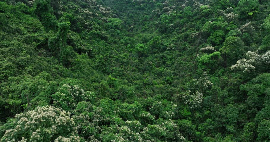 Aerial view of landscape in summer tropical forest