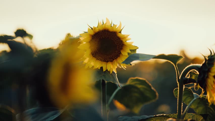A field of sunflowers is shown at sunset. The sun shines brightly behind the flowers, creating a warm glow. The plants are swaying gently in the breeze as daylight fades.