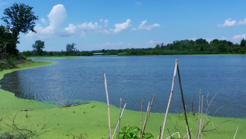 Immersive First-Person Wetland Boardwalk in Ontario Marsh