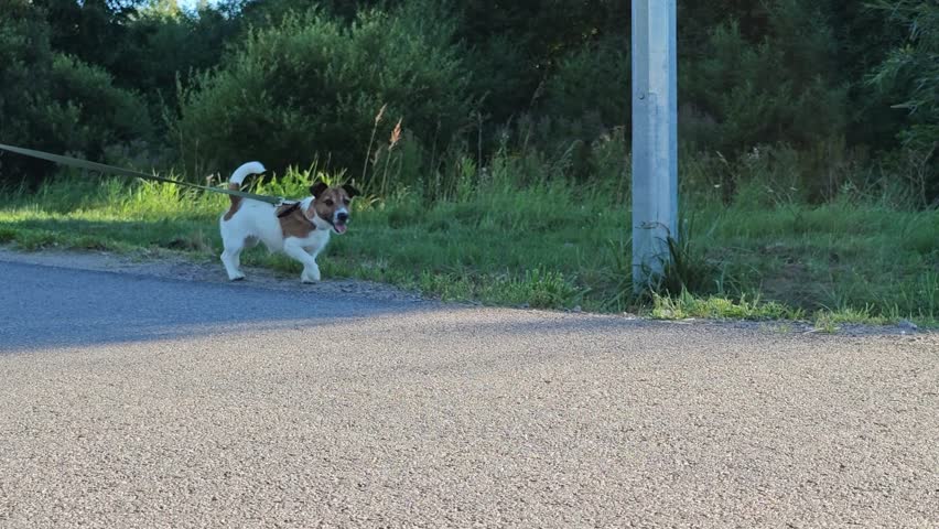 A small dog walks on a leash along a path in a park with trees nearby.