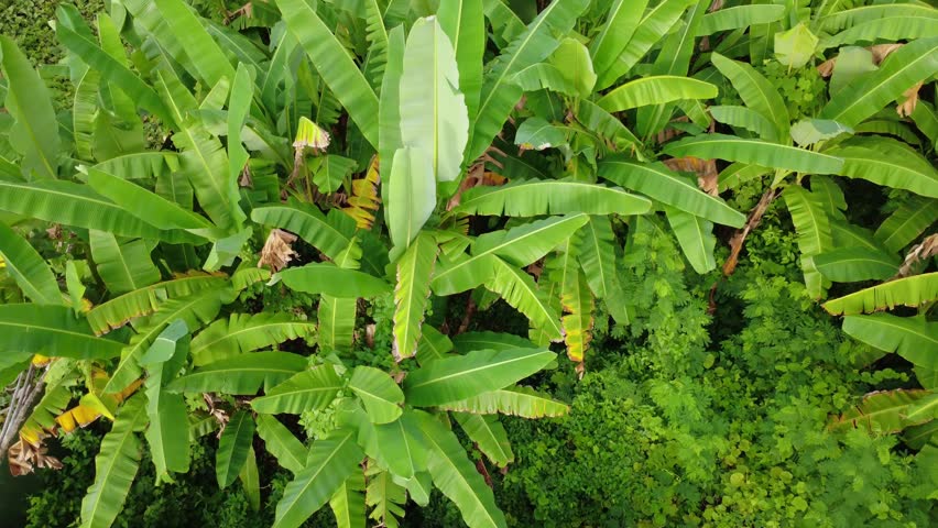 Aerial drone view flying low over a lush green banana plantation, dense banana leaves and tropical foliage seen from above, agricultural farmland in tropical climate.