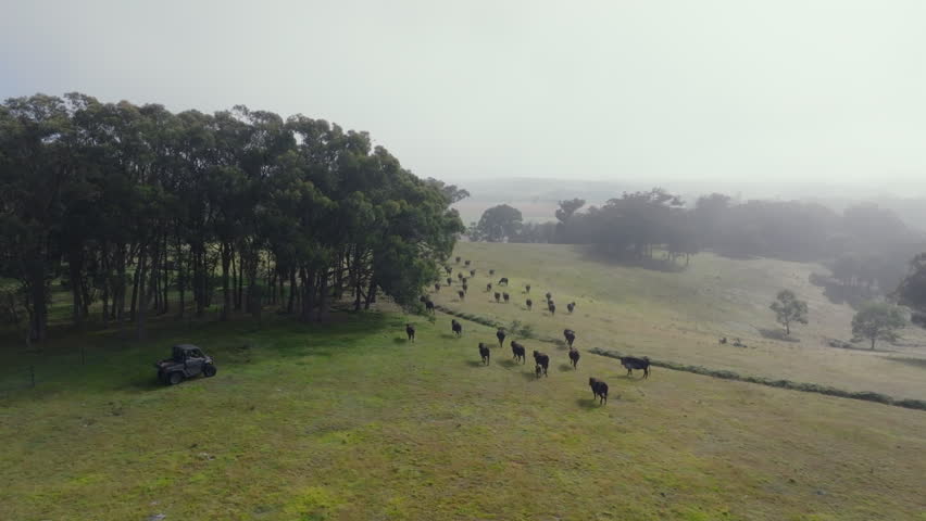 Drone aerial following cattle moving across a green paddock beside native eucalyptus trees in the Southern Highlands, New South Wales, Australia.