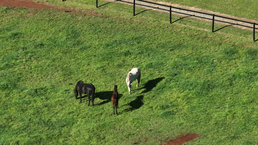 Drone aerial of horses grazing peacefully in an open paddock on a rural farm in the Southern Highlands, New South Wales, Australia.