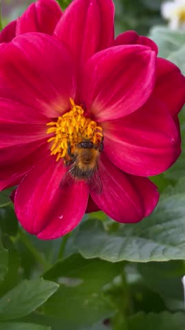 The bumblebee feeds on nectar from the dahlia flower 