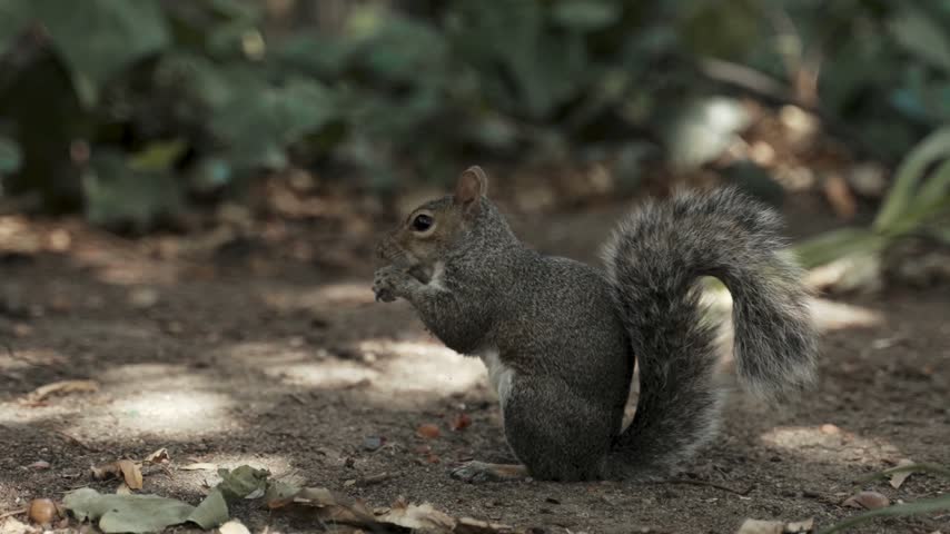 Cute gray squirrel eating a nut in the forest