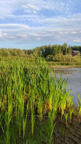 A happy fisherman in the reeds