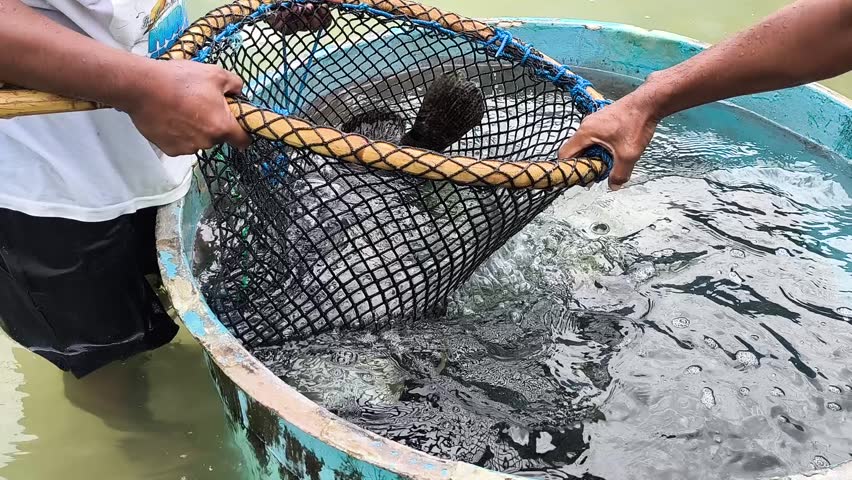 Workers carefully handle a live giant grouper fish inside a mesh scoop net at an aquaculture farming facility before releasing it back into the water tank. This footage highlights sustainable fish farming, seafood production, and marine industry practices.