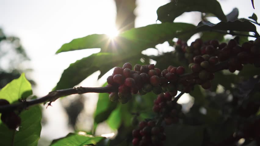 red coffee cherries ready for harvest